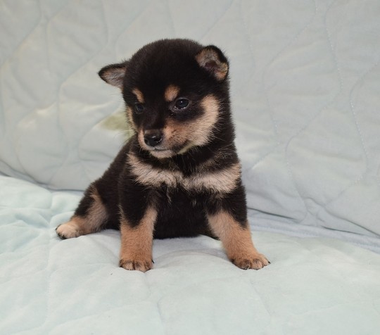 Puppy No. 21 - Souryuuan, a specialized Shiba Inu and puppies