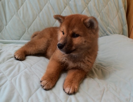 Puppy No. 49 - Souryuuan, a specialized Shiba Inu and puppies' breeder