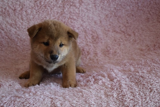 SHIBA様 Puppy No. 003 - Souryuuan, a specialized Shiba Inu and
