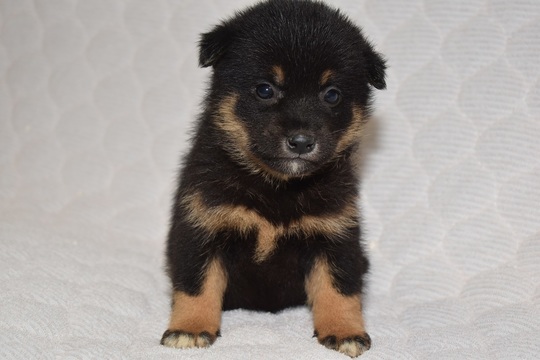 Puppy No. 24 - Souryuuan, a specialized Shiba Inu and puppies' breeder