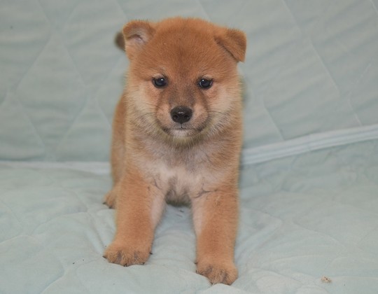 Puppy No. 25 - Souryuuan, a specialized Shiba Inu and puppies' breeder