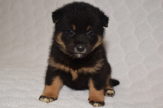 Puppy No. 24 - Souryuuan, a specialized Shiba Inu and puppies' breeder