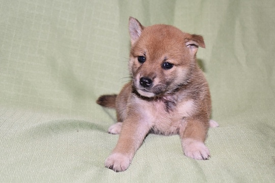 Puppy No. 11 - Souryuuan, a specialized Shiba Inu and puppies