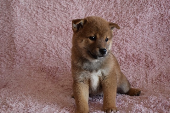 Puppy No. 005 - Souryuuan, a specialized Shiba Inu and puppies
