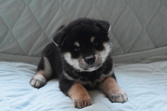 Shiba Inu puppies that have found their owners - Souryuuan