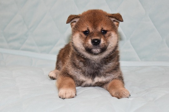 Puppy No. 18 - Souryuuan, a specialized Shiba Inu and puppies' breeder