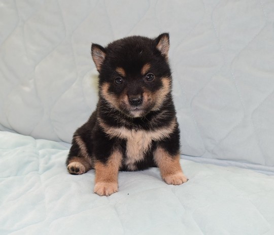 『しば様』専用ページ Puppy No. 20 - Souryuuan, a specialized Shiba Inu and puppies