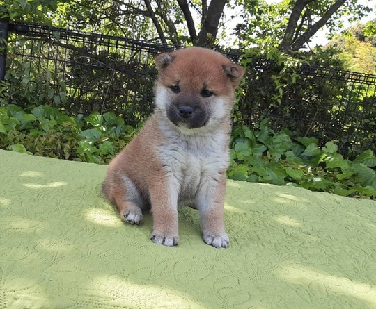 Souryuuan, a specialized Shiba Inu and puppies' breeder