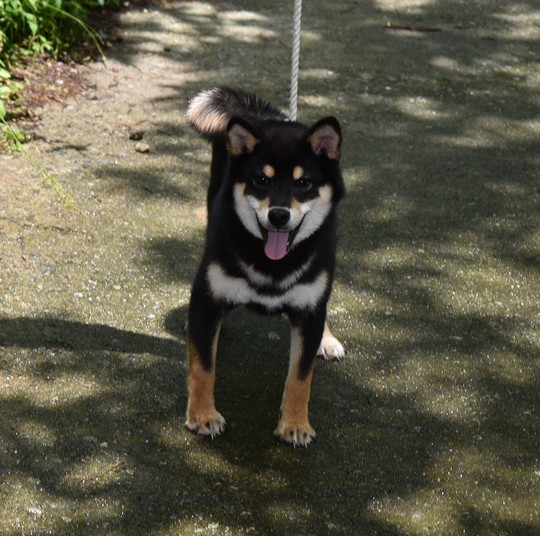 Special Shiba Inu Boy （Black） - Souryuuan, a specialized Shiba