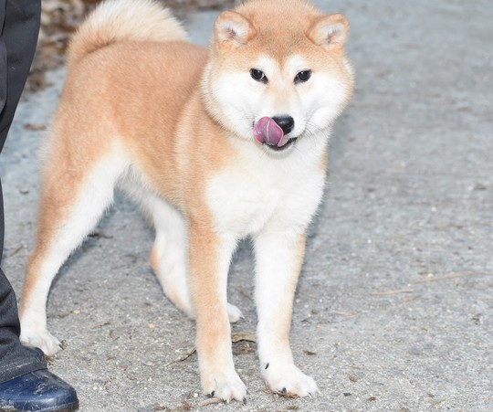 Special Shiba Inu Girl 2025 - Souryuuan, a specialized Shiba Inu