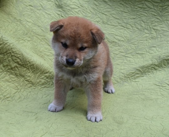 Shiba Inu puppies that have found their owners - Shiba Inu Puppies