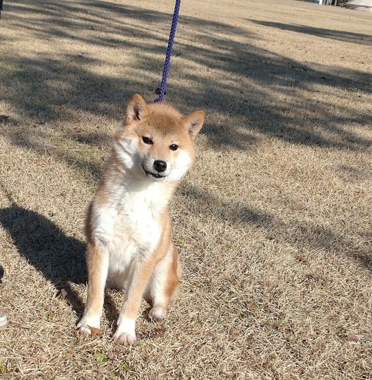 Special Shiba Inu Boy 2025 No.2 - Souryuuan, a specialized Shiba