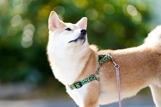 Souryuuan, a specialized Shiba Inu and puppies' breeder - Shiba