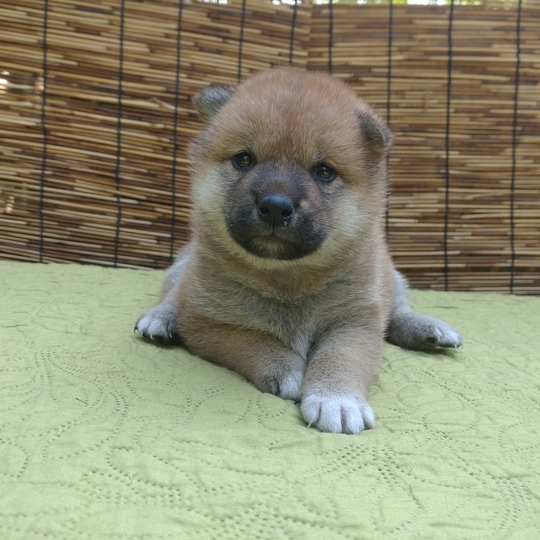 Souryuuan, a specialized Shiba Inu and puppies' breeder