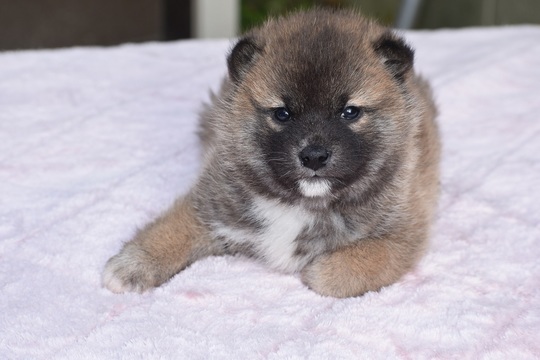 Shiba Inu puppies that have found their owners - Shiba Inu Puppies