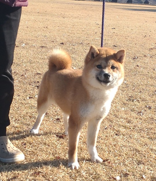 Souryuuan, a specialized Shiba Inu and puppies' breeder