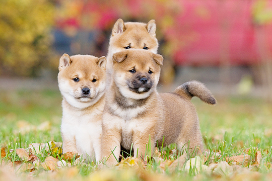 Souryuuan, a specialized Shiba Inu and puppies' breeder