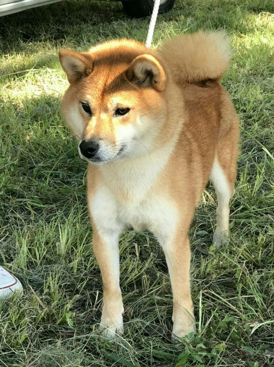 Useful Information・・・about Shiba Inu. - Shiba Inu Puppies for