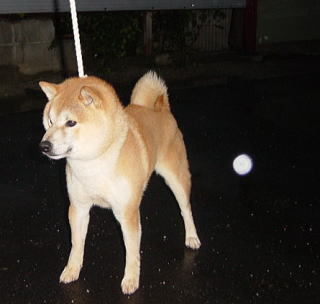 Useful Information・・・about Shiba Inu. - Souryuuan, a