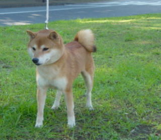 Useful Information・・・about Shiba Inu. - Souryuuan, a