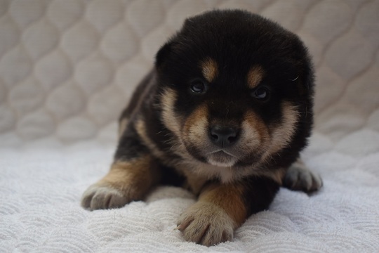 いぬ購入12000 ミックス犬 - 東京都 女の子 2024/05/15 セーブルフォーン系