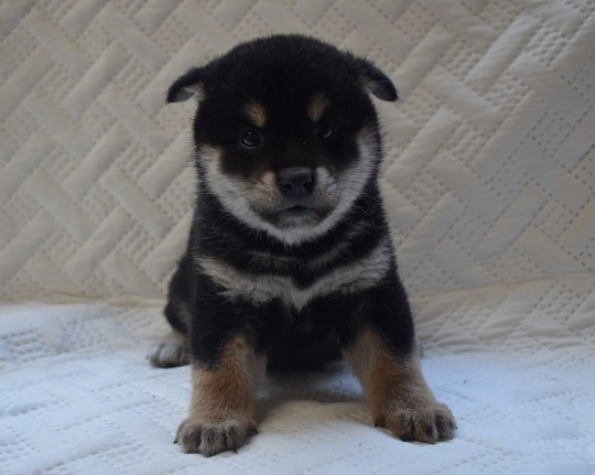Puppy No.33 - Souryuuan, a specialized Shiba Inu and puppies' breeder