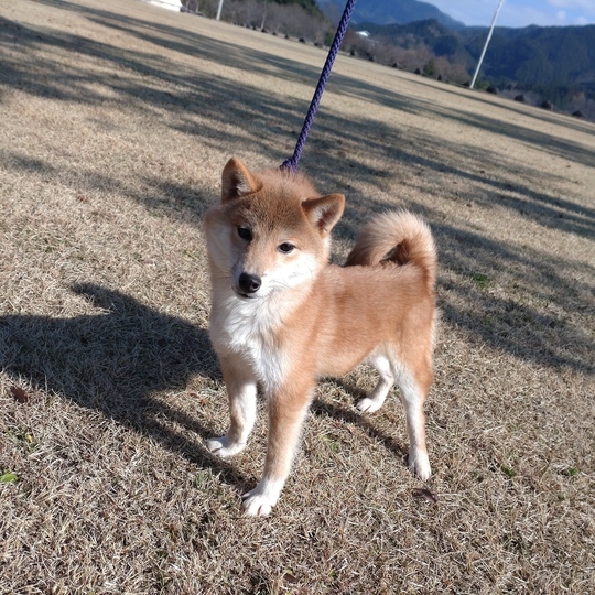 shiba様 Special Shiba Inu Boy 2025 No.2 - Souryuuan, a specialized Shiba