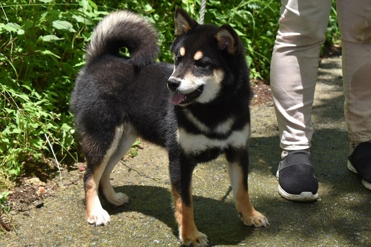 Special Shiba Inu Boy （Black） - Souryuuan, a specialized Shiba