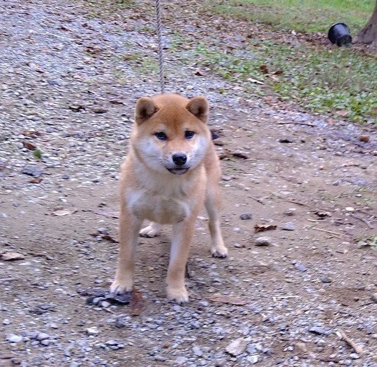 Special Shiba Inu Boy - Souryuuan, a specialized Shiba Inu and