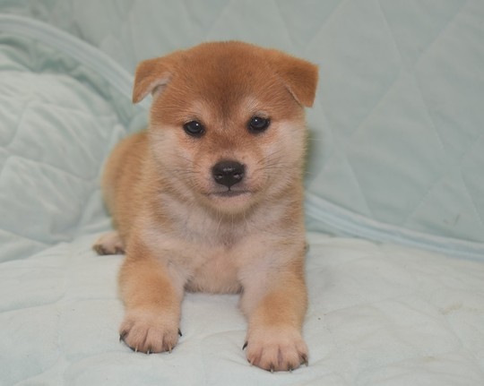 Puppy No. 29 - Souryuuan, a specialized Shiba Inu and puppies' breeder