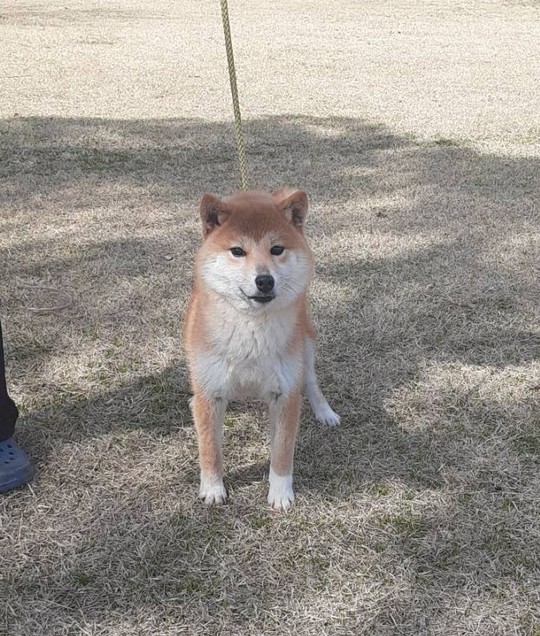Souryuuan, a specialized Shiba Inu and puppies' breeder