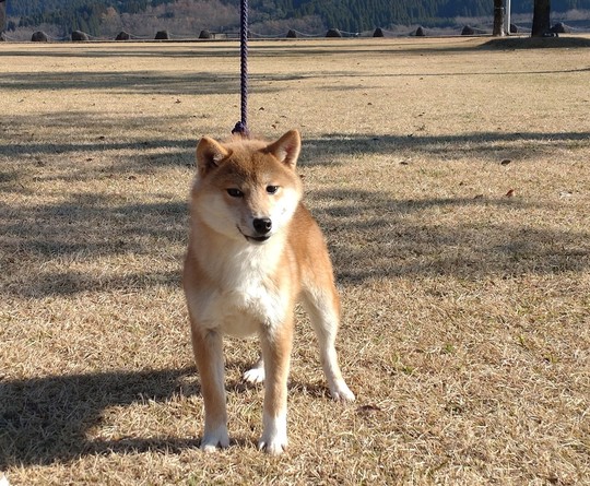 Special Shiba Inu Boy 2025 No.2 - Souryuuan, a specialized Shiba