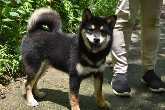 Special Shiba Inu Boy （Black） - Souryuuan, a specialized Shiba