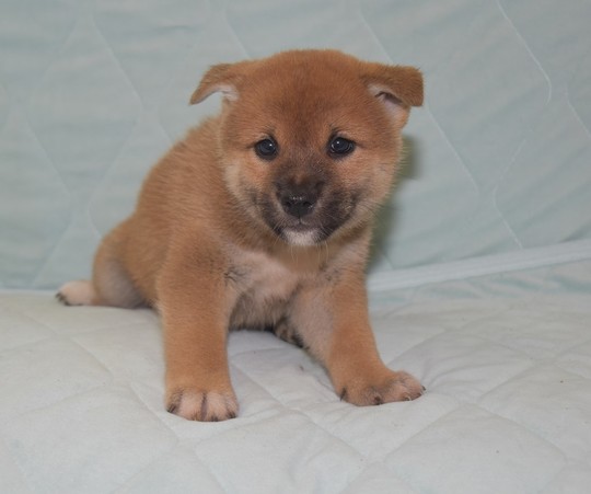 シバイヌ様用 Puppy No. 30 - Souryuuan, a specialized Shiba Inu and puppies' breeder