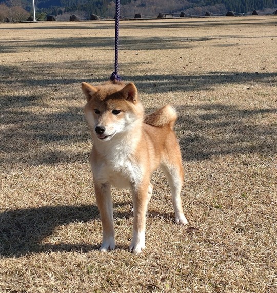 しばいぬページ Special Shiba Inu Boy 2025 No.2 - Souryuuan, a specialized Shiba