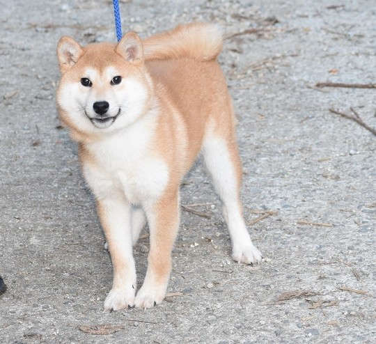 メルinu Special Shiba Inu Girl 2025 - Souryuuan, a specialized Shiba Inu
