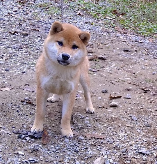 Special Shiba Inu Boy - Souryuuan, a specialized Shiba Inu