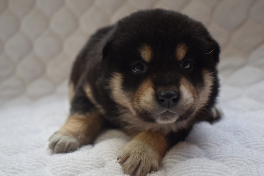 Puppy No.36 - Souryuuan, a specialized Shiba Inu and puppies' breeder