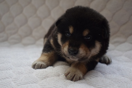 Puppy No.36 - Souryuuan, a specialized Shiba Inu and puppies' breeder