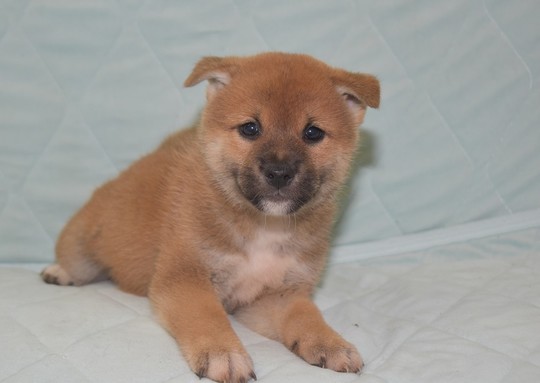 Puppy No. 30 - Souryuuan, a specialized Shiba Inu and puppies' breeder