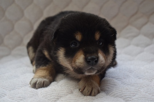 Puppy No.36 - Souryuuan, a specialized Shiba Inu and puppies' breeder