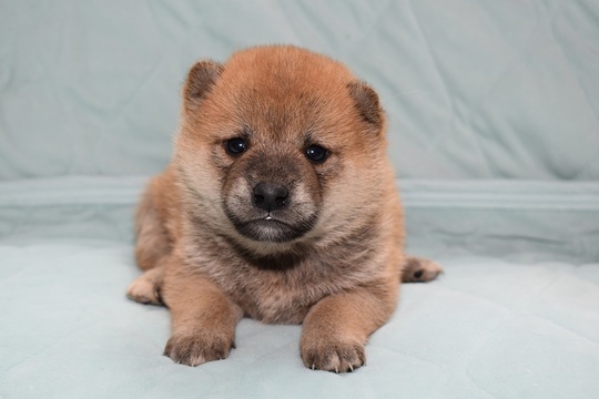 しばいぬ ID4602赤♀ ID4603赤♀ shiba inu puppy red female - YouTube