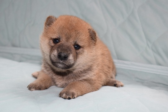 Puppy No. 37 - Souryuuan, a specialized Shiba Inu and puppies' breeder