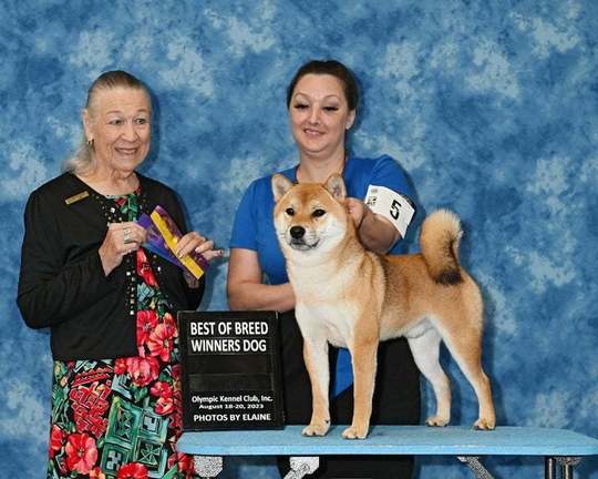 Special Shiba Inu Boy - Souryuuan, a specialized Shiba Inu and
