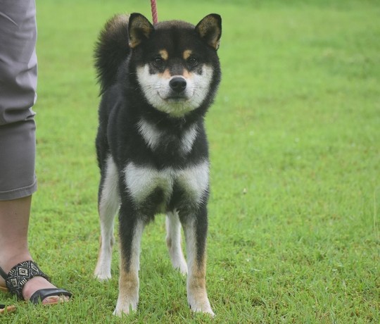 Special Shiba Inu Boy (Black Ⅱ） - Souryuuan, a specialized Shiba